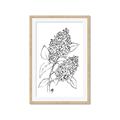 Picture of Panicle Hydrangea Drawing _GroupedProduct_Rectangle_Portrait_Framed_Matted_