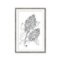 Picture of Panicle Hydrangea Drawing _GroupedProduct_Rectangle_Portrait_Framed_Matted_