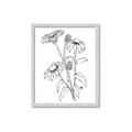 Picture of Daisy Drawing _GroupedProduct_Rectangle_Portrait_Framed_Matted_