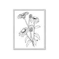 Picture of Daisy Drawing _GroupedProduct_Rectangle_Portrait_Framed_Matted_