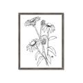 Picture of Daisy Drawing _GroupedProduct_Rectangle_Portrait_Framed_Matted_