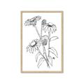 Picture of Daisy Drawing _GroupedProduct_Rectangle_Portrait_Framed_Matted_