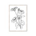 Picture of Daisy Drawing _GroupedProduct_Rectangle_Portrait_Framed_Matted_