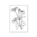 Picture of Daisy Drawing _GroupedProduct_Rectangle_Portrait_Framed_Matted_