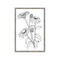 Picture of Daisy Drawing _GroupedProduct_Rectangle_Portrait_Framed_Matted_