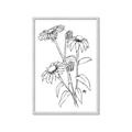 Picture of Daisy Drawing _GroupedProduct_Rectangle_Portrait_Framed_Matted_