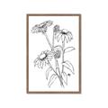 Picture of Daisy Drawing _GroupedProduct_Rectangle_Portrait_Framed_Matted_