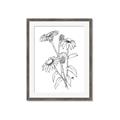 Picture of Daisy Drawing _GroupedProduct_Rectangle_Portrait_Framed_Matted_
