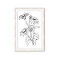 Picture of Daisy Drawing _GroupedProduct_Rectangle_Portrait_Framed_Matted_