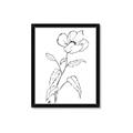 Picture of Poppy Drawing _GroupedProduct_Rectangle_Portrait_Framed_Matted_