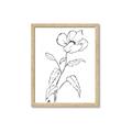 Picture of Poppy Drawing _GroupedProduct_Rectangle_Portrait_Framed_Matted_