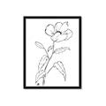 Picture of Poppy Drawing _GroupedProduct_Rectangle_Portrait_Framed_Matted_