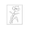 Picture of Poppy Drawing _GroupedProduct_Rectangle_Portrait_Framed_Matted_