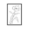Picture of Poppy Drawing _GroupedProduct_Rectangle_Portrait_Framed_Matted_