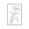 Picture of Poppy Drawing _GroupedProduct_Rectangle_Portrait_Framed_Matted_