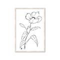 Picture of Poppy Drawing _GroupedProduct_Rectangle_Portrait_Framed_Matted_
