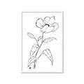 Picture of Poppy Drawing _GroupedProduct_Rectangle_Portrait_Framed_Matted_