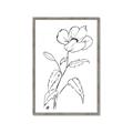 Picture of Poppy Drawing _GroupedProduct_Rectangle_Portrait_Framed_Matted_