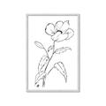 Picture of Poppy Drawing _GroupedProduct_Rectangle_Portrait_Framed_Matted_