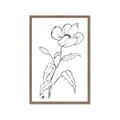 Picture of Poppy Drawing _GroupedProduct_Rectangle_Portrait_Framed_Matted_