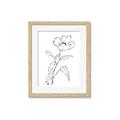 Picture of Poppy Drawing _GroupedProduct_Rectangle_Portrait_Framed_Matted_