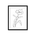 Picture of Poppy Drawing _GroupedProduct_Rectangle_Portrait_Framed_Matted_