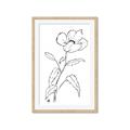Picture of Poppy Drawing _GroupedProduct_Rectangle_Portrait_Framed_Matted_