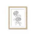 Picture of French Hydrangea Drawing _GroupedProduct_Rectangle_Portrait_Framed_Matted_