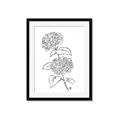 Picture of French Hydrangea Drawing _GroupedProduct_Rectangle_Portrait_Framed_Matted_