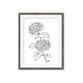Picture of French Hydrangea Drawing _GroupedProduct_Rectangle_Portrait_Framed_Matted_