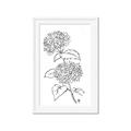 Picture of French Hydrangea Drawing _GroupedProduct_Rectangle_Portrait_Framed_Matted_