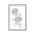 Picture of French Hydrangea Drawing _GroupedProduct_Rectangle_Portrait_Framed_Matted_