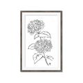 Picture of French Hydrangea Drawing _GroupedProduct_Rectangle_Portrait_Framed_Matted_