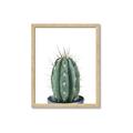 Picture of Cactus     _GroupedProduct_Rectangle_Portrait_Framed_Matted_