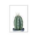 Picture of Cactus     _GroupedProduct_Rectangle_Portrait_Framed_Matted_