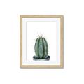 Picture of Cactus     _GroupedProduct_Rectangle_Portrait_Framed_Matted_
