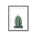 Picture of Cactus     _GroupedProduct_Rectangle_Portrait_Framed_Matted_