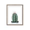 Picture of Cactus     _GroupedProduct_Rectangle_Portrait_Framed_Matted_