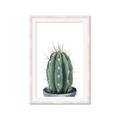Picture of Cactus     _GroupedProduct_Rectangle_Portrait_Framed_Matted_