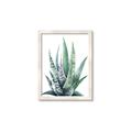Picture of Zebra Succulent  _GroupedProduct_Rectangle_Portrait_Framed_Matted_
