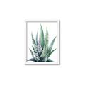 Picture of Zebra Succulent  _GroupedProduct_Rectangle_Portrait_Framed_Matted_
