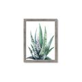 Picture of Zebra Succulent  _GroupedProduct_Rectangle_Portrait_Framed_Matted_