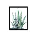 Picture of Zebra Succulent  _GroupedProduct_Rectangle_Portrait_Framed_Matted_