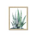 Picture of Zebra Succulent  _GroupedProduct_Rectangle_Portrait_Framed_Matted_