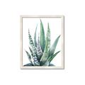 Picture of Zebra Succulent  _GroupedProduct_Rectangle_Portrait_Framed_Matted_