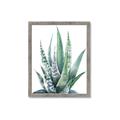 Picture of Zebra Succulent  _GroupedProduct_Rectangle_Portrait_Framed_Matted_