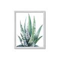 Picture of Zebra Succulent  _GroupedProduct_Rectangle_Portrait_Framed_Matted_