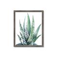 Picture of Zebra Succulent  _GroupedProduct_Rectangle_Portrait_Framed_Matted_