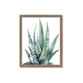 Picture of Zebra Succulent  _GroupedProduct_Rectangle_Portrait_Framed_Matted_