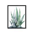 Picture of Zebra Succulent  _GroupedProduct_Rectangle_Portrait_Framed_Matted_